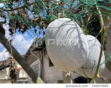 Fresh Winter Melon Wax Gourd Growing On Vine Fresh Winter Melon Wax Gourd Growing On Vine 140659989