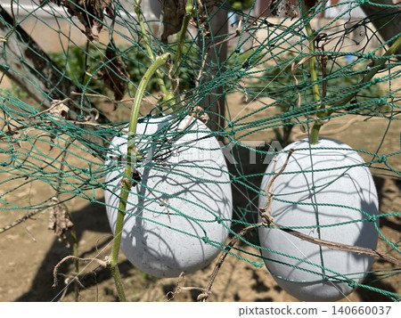 Organic Wax Gourds Winter Melons Growing In Mesh Net 140660037