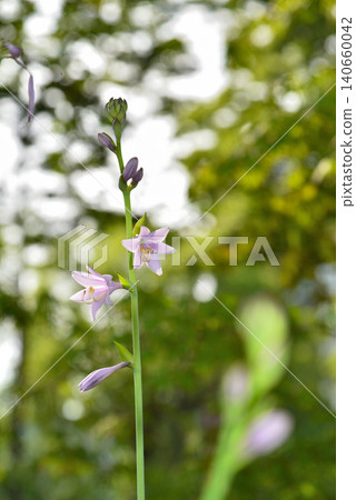 Ooba Giboshi之花 Ooba Giboshi之花 140660042