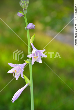 Ooba Giboshi之花 Ooba Giboshi之花 140660043