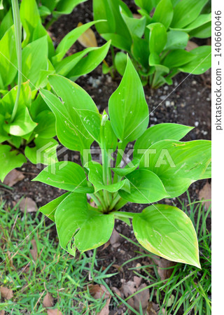 Ooba Giboshi之花 Ooba Giboshi之花 140660046
