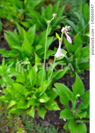 Ooba Giboshi之花 Ooba Giboshi之花 140660047
