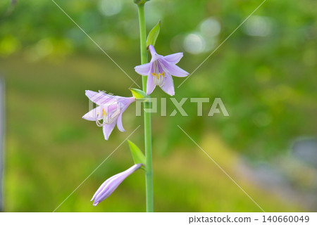 Ooba Giboshi之花 Ooba Giboshi之花 140660049