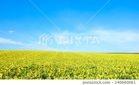 A refreshing blue sky and a field of bright yellow sunflowers in Biei, Hokkaido. A refreshing blue sky and a field of bright yellow sunflowers in Biei, Hokkaido. 140660061