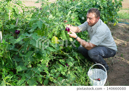Interested gardener checking harvest of eggplants in vegetable patch Interested gardener checking harvest of eggplants in vegetable patch 140660080