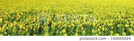 A landscape of Biei Town, Hokkaido, with a field of vibrant yellow sunflowers. 140660084