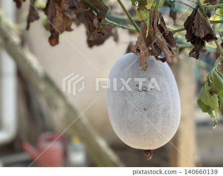 Single Organic Winter Melon Wax Gourd With Shallow Depth Of Field Single Organic Winter Melon Wax Gourd With Shallow Depth Of Field 140660139
