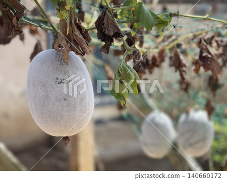 Organic Wax Gourds Growing On Vines With Beautiful Bokeh Organic Wax Gourds Growing On Vines With Beautiful Bokeh 140660172