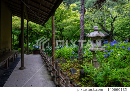 Hydrangeas glistening in the rain at Ichijo Eikan Villa, and a landscape overflowing with Japanese charm. Hydrangeas glistening in the rain at Ichijo Eikan Villa, and a landscape overflowing with Japanese charm. 140660185