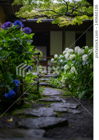 Hydrangeas glistening in the rain at Ichijo Eikan Villa, and a landscape overflowing with Japanese charm. Hydrangeas glistening in the rain at Ichijo Eikan Villa, and a landscape overflowing with Japanese charm. 140660186