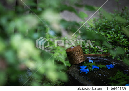 Hydrangeas glistening in the rain at Ichijo Eikan Villa, and a landscape overflowing with Japanese charm. Hydrangeas glistening in the rain at Ichijo Eikan Villa, and a landscape overflowing with Japanese charm. 140660189