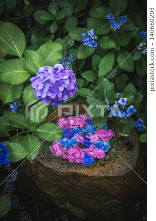 Hydrangeas glistening in the rain at Ichijo Eikan Villa, and a landscape overflowing with Japanese charm. Hydrangeas glistening in the rain at Ichijo Eikan Villa, and a landscape overflowing with Japanese charm. 140660203