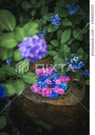 Hydrangeas glistening in the rain at Ichijo Eikan Villa, and a landscape overflowing with Japanese charm. Hydrangeas glistening in the rain at Ichijo Eikan Villa, and a landscape overflowing with Japanese charm. 140660205