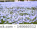 開花在春天花床上的 Nemophila 藍色花 140660312