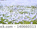 開花在春天花床上的 Nemophila 藍色花 140660313