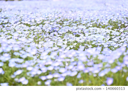 開花在春天花床上的 Nemophila 藍色花 開花在春天花床上的 Nemophila 藍色花 140660313