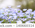 開花在春天花床上的 Nemophila 藍色花 140660314