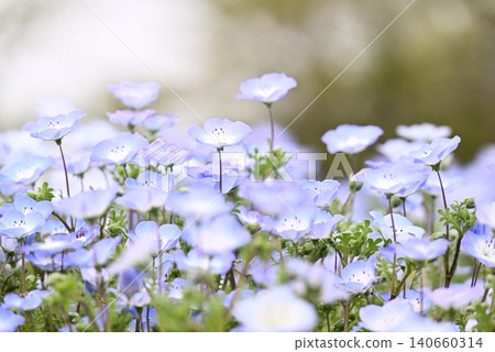 開花在春天花床上的 Nemophila 藍色花 開花在春天花床上的 Nemophila 藍色花 140660314