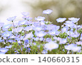 開花在春天花床上的 Nemophila 藍色花 140660315