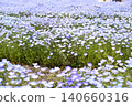 開花在春天花床上的 Nemophila 藍色花 140660316