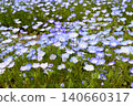 開花在春天花床上的 Nemophila 藍色花 140660317