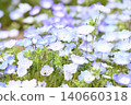 開花在春天花床上的 Nemophila 藍色花 140660318