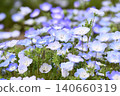 開花在春天花床上的 Nemophila 藍色花 140660319