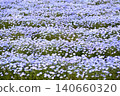 開花在春天花床上的 Nemophila 藍色花 140660320