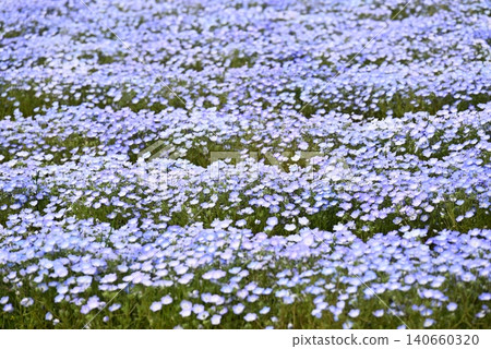 開花在春天花床上的 Nemophila 藍色花 開花在春天花床上的 Nemophila 藍色花 140660320