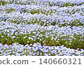 開花在春天花床上的 Nemophila 藍色花 140660321