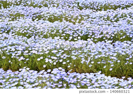 開花在春天花床上的 Nemophila 藍色花 開花在春天花床上的 Nemophila 藍色花 140660321