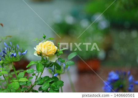 Yellow roses blooming in the garden Yellow roses blooming in the garden 140660501
