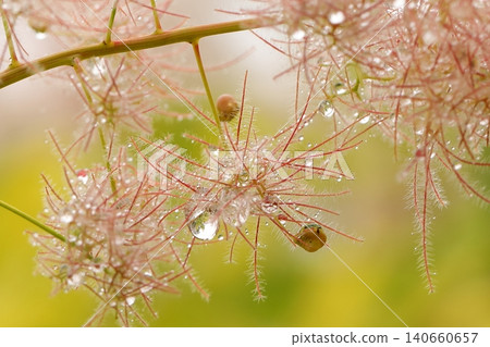 雨後的煙樹和雨滴 雨後的煙樹和雨滴 140660657