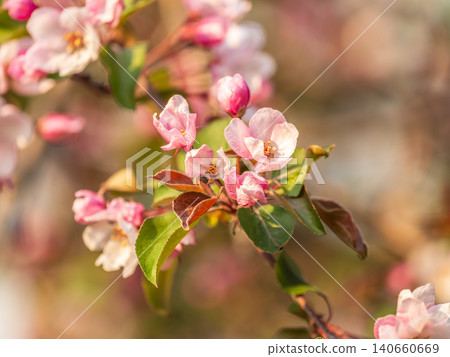Fresh pink flowers of a blossoming apple tree with blured background Fresh pink flowers of a blossoming apple tree with blured background 140660669