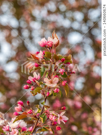 Fresh pink flowers of a blossoming apple tree with blured background Fresh pink flowers of a blossoming apple tree with blured background 140660674