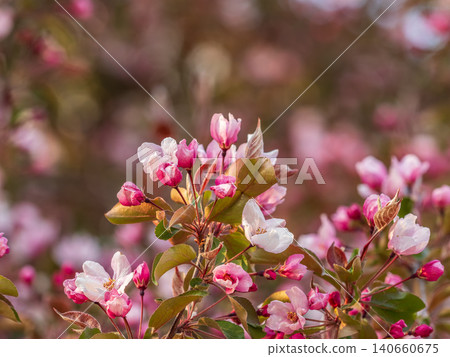Fresh pink flowers of a blossoming apple tree with blured background Fresh pink flowers of a blossoming apple tree with blured background 140660675