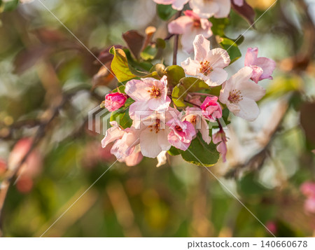 Fresh pink flowers of a blossoming apple tree with blured background 140660678
