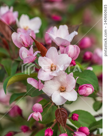 Fresh pink flowers of a blossoming apple tree with blured background 140660685