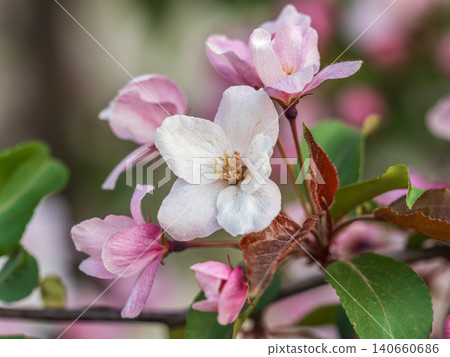 Fresh pink flowers of a blossoming apple tree with blured background Fresh pink flowers of a blossoming apple tree with blured background 140660686