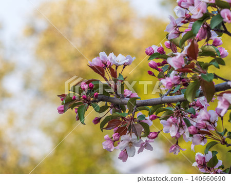 Fresh pink flowers of a blossoming apple tree with blured background Fresh pink flowers of a blossoming apple tree with blured background 140660690