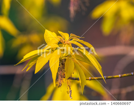 Acer negundo, Box elder, boxelder, ash-leaved and maple ash, Manitoba, elf, ashleaf maple male inflorescences and flowers on branch outdoor. Acer negundo, Box elder, boxelder, ash-leaved and maple ash, Manitoba, elf, ashleaf maple male inflorescences and flowers on branch outdoor. 140660697