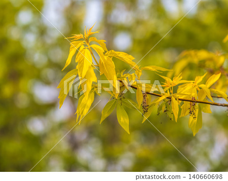 Acer negundo, Box elder, boxelder, ash-leaved and maple ash, Manitoba, elf, ashleaf maple male inflorescences and flowers on branch outdoor. Acer negundo, Box elder, boxelder, ash-leaved and maple ash, Manitoba, elf, ashleaf maple male inflorescences and flowers on branch outdoor. 140660698