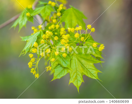 Fresh maple leaves with flowers and seeds Fresh maple leaves with flowers and seeds 140660699