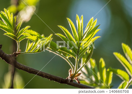 Green bushes with young leaves in the sunset Green bushes with young leaves in the sunset 140660708