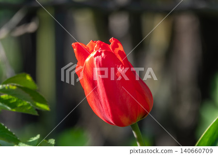 Colorful red tulips blossom in spring garden Colorful red tulips blossom in spring garden 140660709