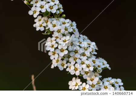 Beautiful white flowers Spirea aguta or Brides wreath. Beautiful white flowers Spirea aguta or Brides wreath. 140660714