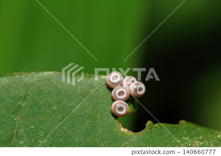 Close-up of a bamboo moth egg - six days after material #140474 Close-up of a bamboo moth egg - six days after material #140474 140660777