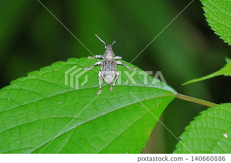 White-spotted weevil visits ramie leaves 140660886