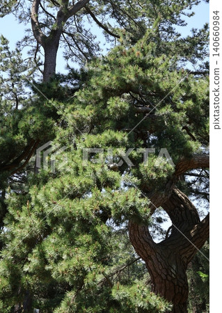Yomogida, the pine tree of the old castle swamp Yomogida, the pine tree of the old castle swamp 140660984