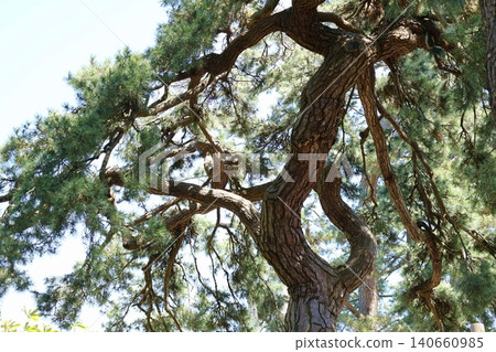 Yomogida, the pine tree of the old castle swamp Yomogida, the pine tree of the old castle swamp 140660985